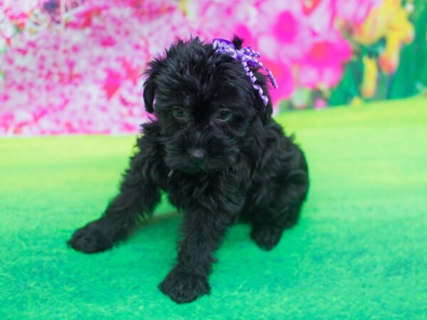 Yorkiepoo DOG Female Black 12212 Petland Wichita, Kansas