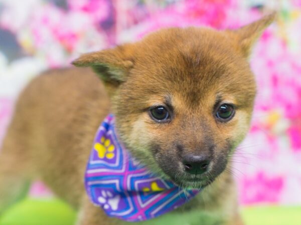 Shiba Inu DOG Female Seseme 12211 Petland Wichita, Kansas