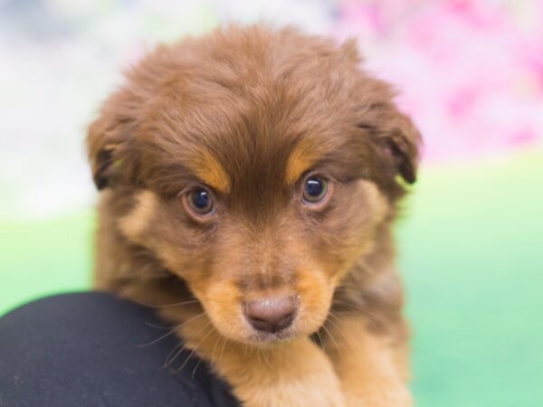 Toy Australian Shepherd DOG Male Red Tri Color 12210 Petland Wichita, Kansas