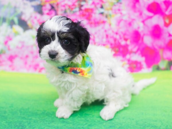 Havanese DOG Male Black and White 12209 Petland Wichita, Kansas