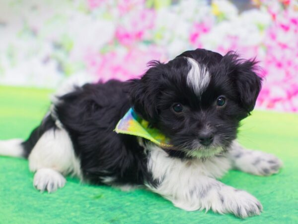 Havanese DOG Male Black and White 12208 Petland Wichita, Kansas