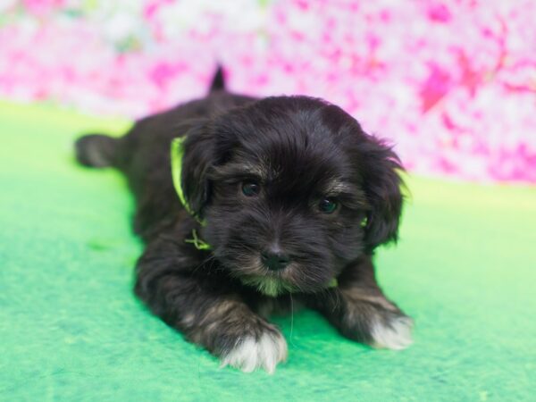 Havanese DOG Male Black 12207 Petland Wichita, Kansas