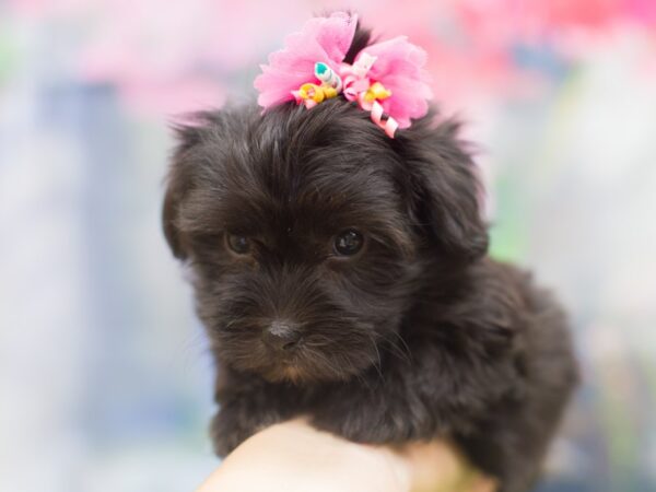 Havanese DOG Female Black 12206 Petland Wichita, Kansas