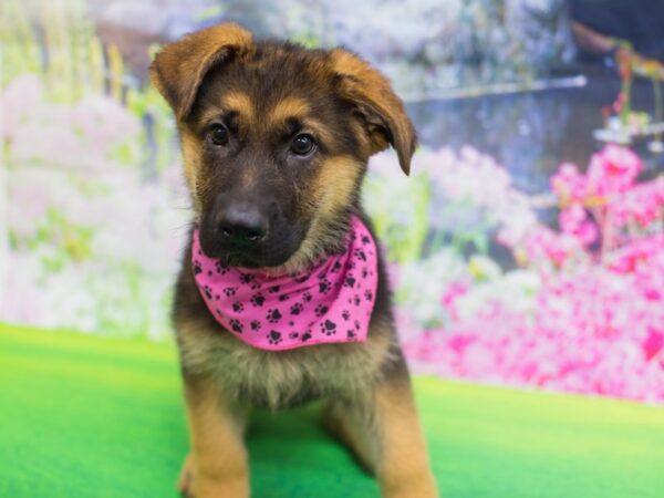 German Shepherd Dog DOG Female Black and Tan 12184 Petland Wichita, Kansas