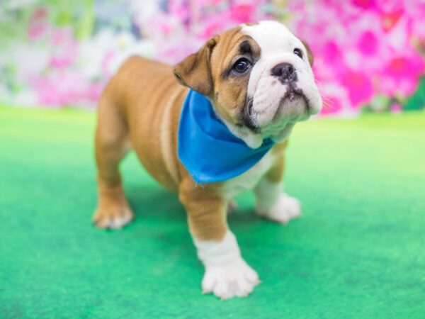 English Bulldog DOG Male Fawn and White 12185 Petland Wichita, Kansas