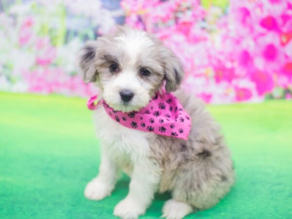 Aussie Poo DOG Female Blue Merle 12188 Petland Wichita, Kansas