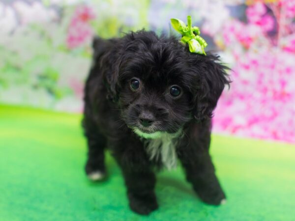 Havapoo DOG Female Black and White 12196 Petland Wichita, Kansas