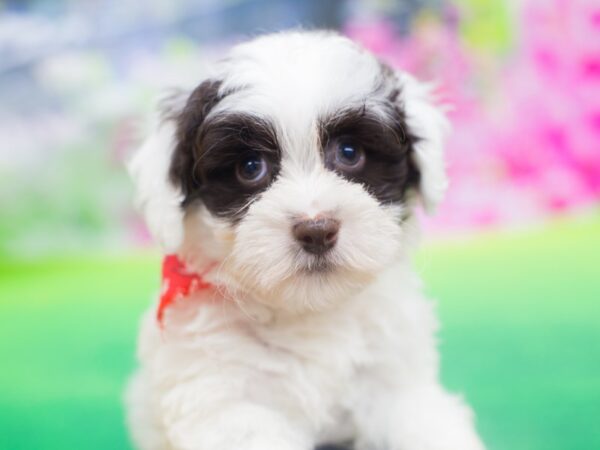 Havapoo-DOG-Male-Chocolate and White-12197-Petland Wichita, Kansas