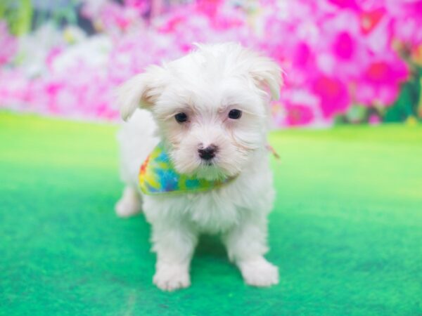 Maltese-DOG-Male-White-12205-Petland Wichita, Kansas