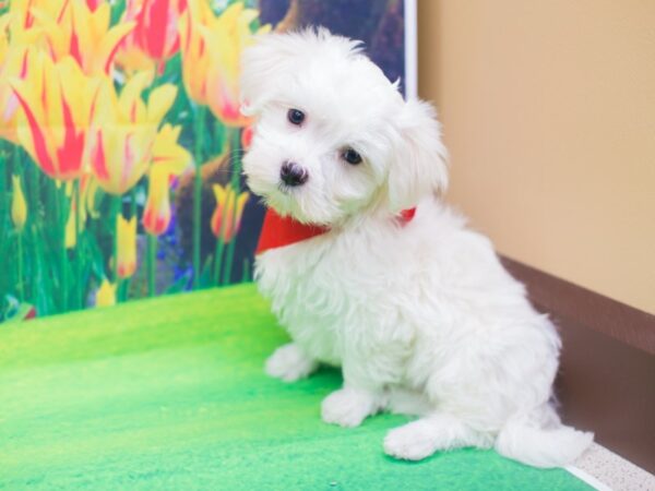 Maltese DOG Male White 12204 Petland Wichita, Kansas