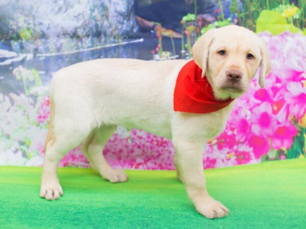 Labrador Retriever DOG Male Yellow 12203 Petland Wichita, Kansas