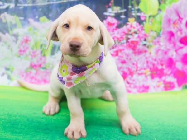 Labrador Retriever DOG Female Yellow 12202 Petland Wichita, Kansas