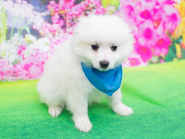 Miniature American Eskimo DOG Male White 12201 Petland Wichita, Kansas