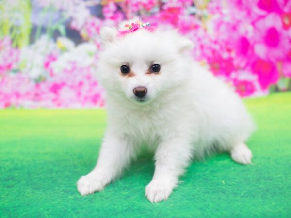 Miniature American Eskimo DOG Female White 12200 Petland Wichita, Kansas