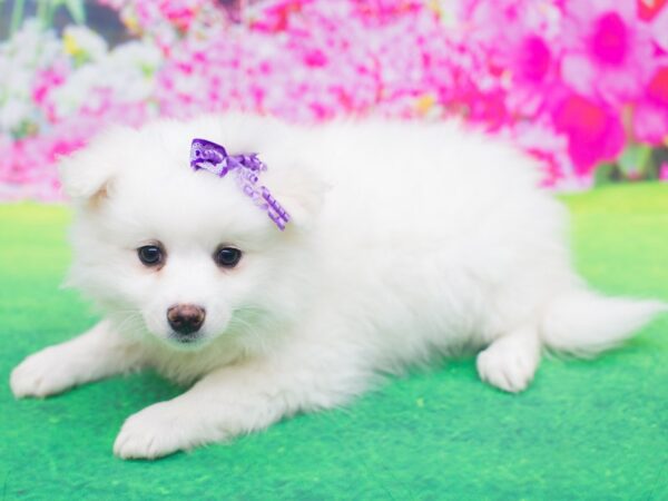 Miniature American Eskimo DOG Female White 12199 Petland Wichita, Kansas