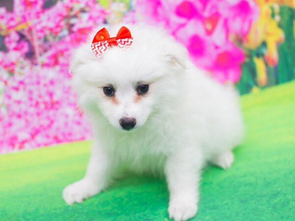 Miniature American Eskimo DOG Female White 12198 Petland Wichita, Kansas