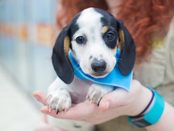 Miniature Dachshund DOG Male Black and Tan Piebald 12241 Petland Wichita, Kansas