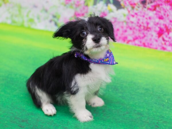 Corgi-Doodle-DOG-Female-Black and White-12240-Petland Wichita, Kansas