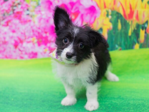 Corgi-Doodle DOG Female Black and White 12239 Petland Wichita, Kansas