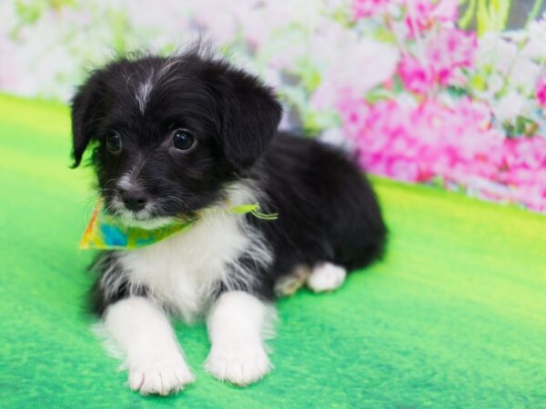 Corgi-Doodle DOG Male Black and White 12238 Petland Wichita, Kansas