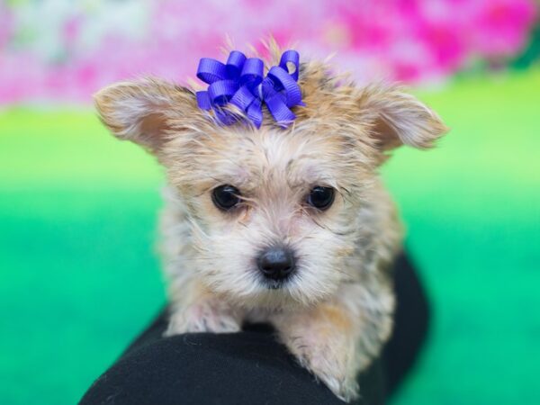 Morkie DOG Female Brown 12237 Petland Wichita, Kansas