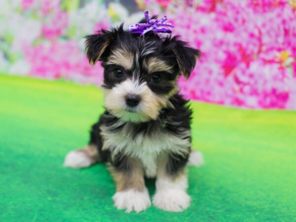 Morkie DOG Female Black and Tan 12236 Petland Wichita, Kansas