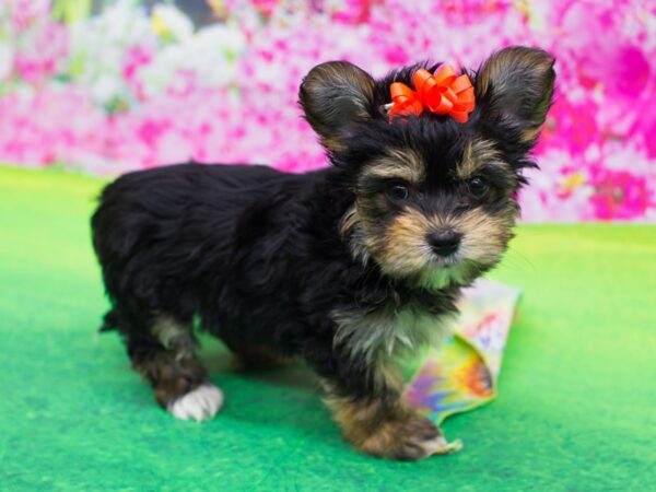 Morkie DOG Female Black and Tan 12235 Petland Wichita, Kansas