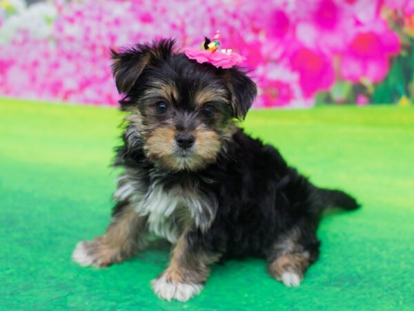 Morkie DOG Female Black and Tan 12234 Petland Wichita, Kansas