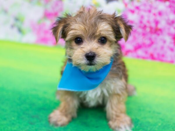 Morkie DOG Male Red 12233 Petland Wichita, Kansas