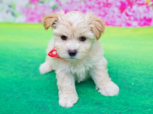 Morkie DOG Male Cream 12232 Petland Wichita, Kansas