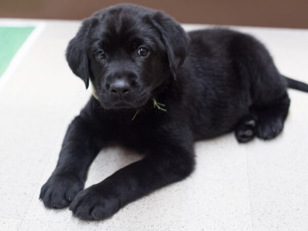 Labrador Retriever DOG Male Black 12231 Petland Wichita, Kansas