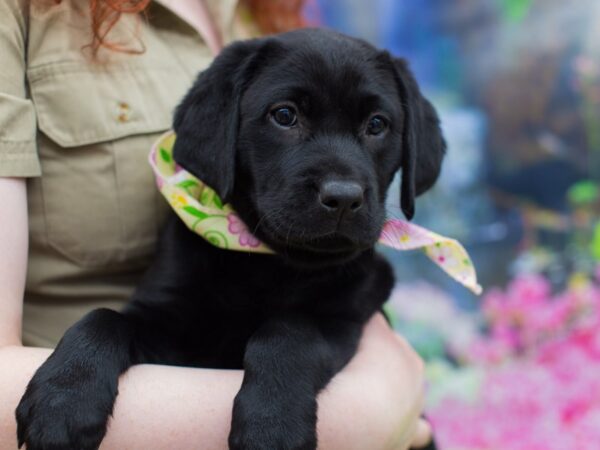 Labrador Retriever-DOG-Female-Black-12230-Petland Wichita, Kansas