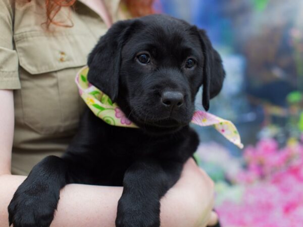 Labrador Retriever DOG Female Black 12230 Petland Wichita, Kansas