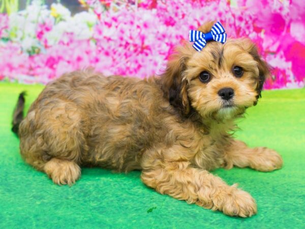 Cavapoo-DOG-Female-Sable-12229-Petland Wichita, Kansas