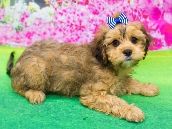 Cavapoo DOG Female Sable 12229 Petland Wichita, Kansas