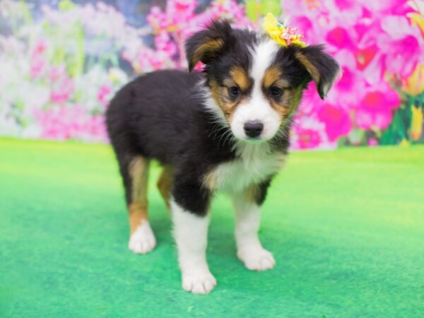 Miniature Australian Shepherd DOG Female Black Tri 12228 Petland Wichita, Kansas