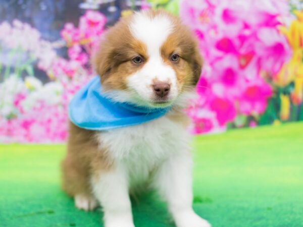 Miniature Australian Shepherd DOG Male Red Tri 12227 Petland Wichita, Kansas