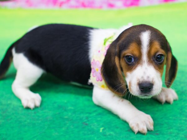 Beagle-DOG-Female-Tri Color-12226-Petland Wichita, Kansas