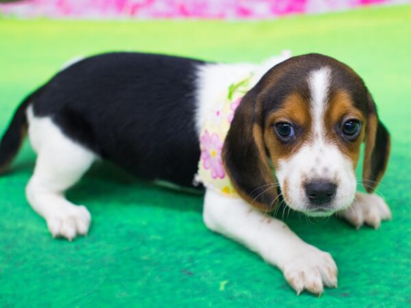 Beagle DOG Female Tri Color 12226 Petland Wichita, Kansas