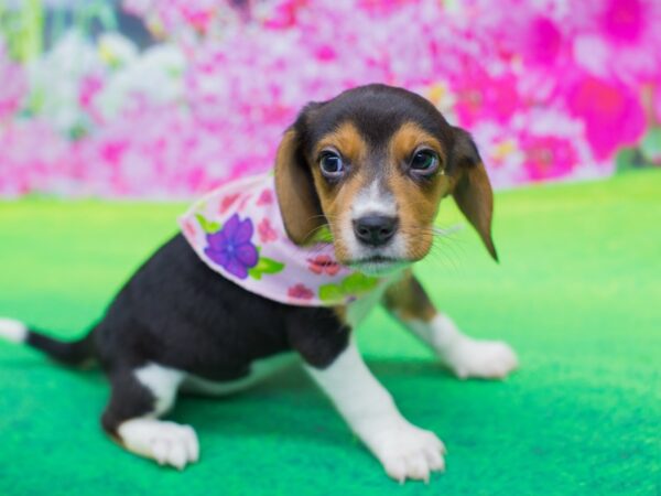 Beagle DOG Female Tri Color 12225 Petland Wichita, Kansas