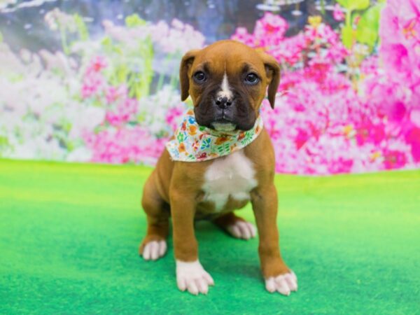 Boxer-DOG-Female-Fawn and White-12224-Petland Wichita, Kansas