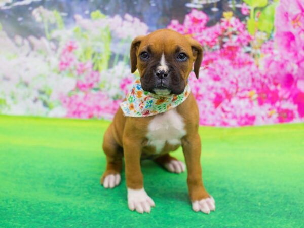 Boxer DOG Female Fawn and White 12224 Petland Wichita, Kansas