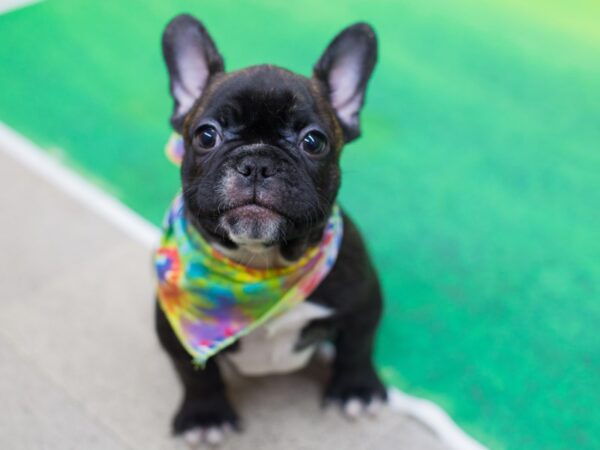 French Bulldog DOG Male Brindle and White 12223 Petland Wichita, Kansas