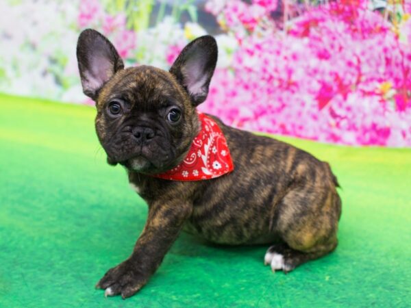 French Bulldog-DOG-Male-Brindle and White-12222-Petland Wichita, Kansas