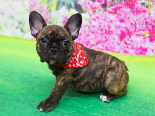 French Bulldog DOG Male Brindle and White 12222 Petland Wichita, Kansas