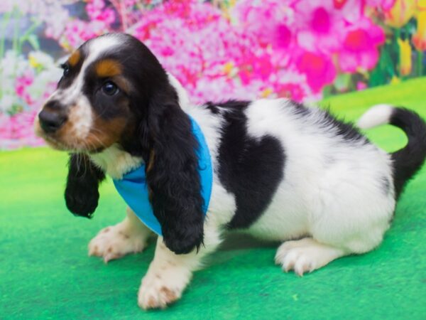 Basset Hound DOG Male Brown Black and White 12219 Petland Wichita, Kansas