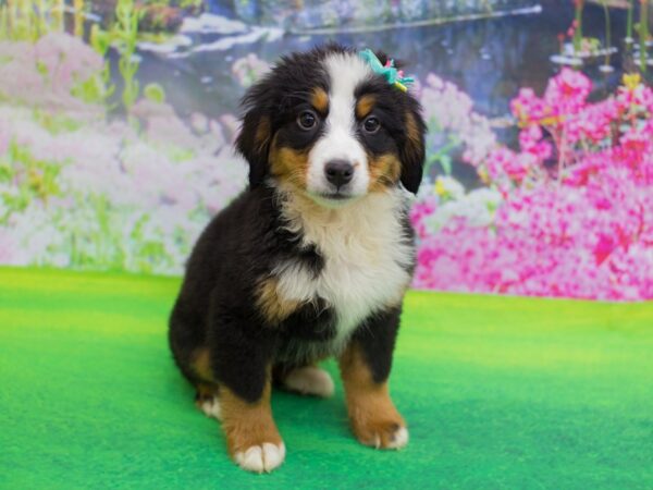 Bernese Mountain Dog DOG Female Black Tan and Rust 12218 Petland Wichita, Kansas