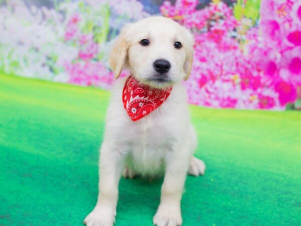 Golden Retriever DOG Male Cream 12217 Petland Wichita, Kansas