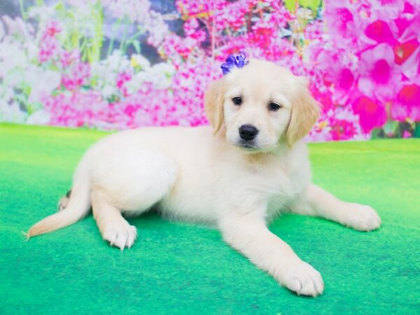 Golden Retriever DOG Female Cream 12216 Petland Wichita, Kansas