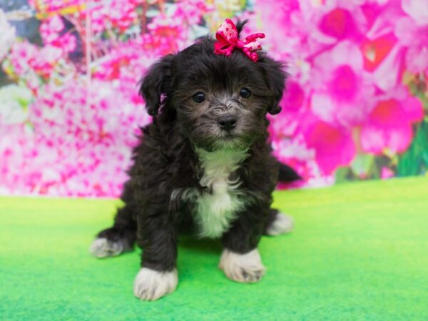 Lhasapoo DOG Female Black 12285 Petland Wichita, Kansas